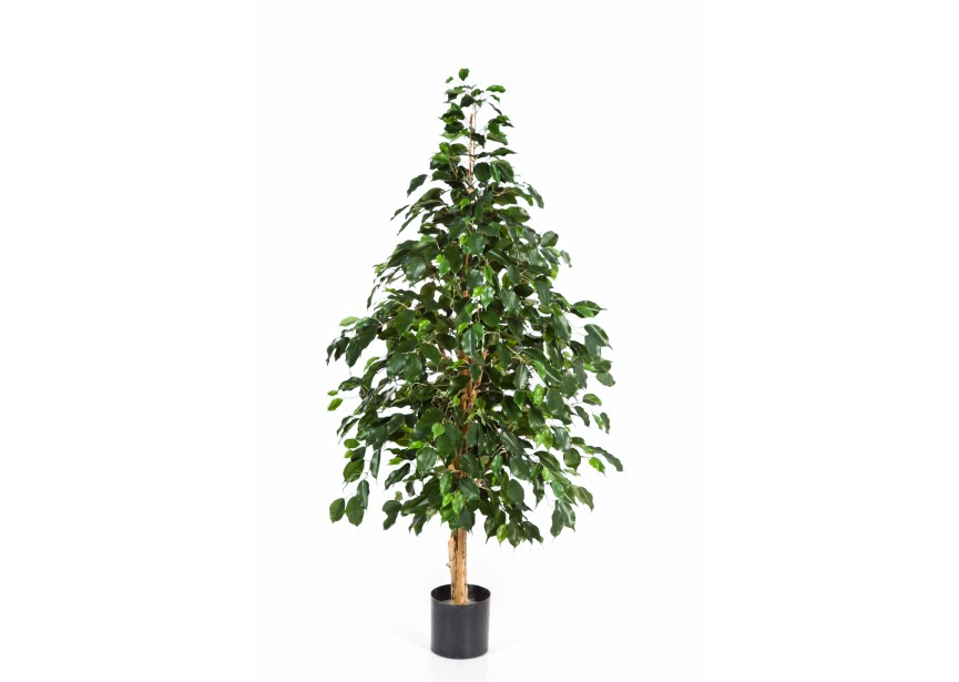 6 FR NATURAL EXOTICA TREE H180