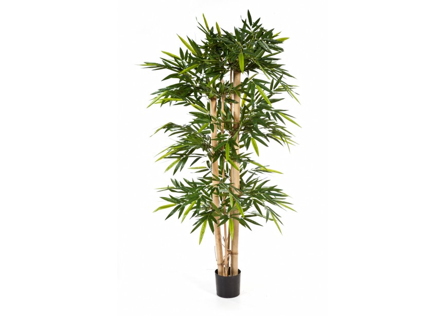 10 NEW GIANT BAMBOO TREE H300