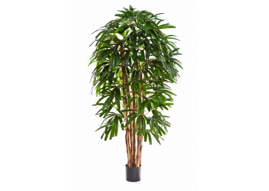 5 FR RAPHIS PALM TREE H150