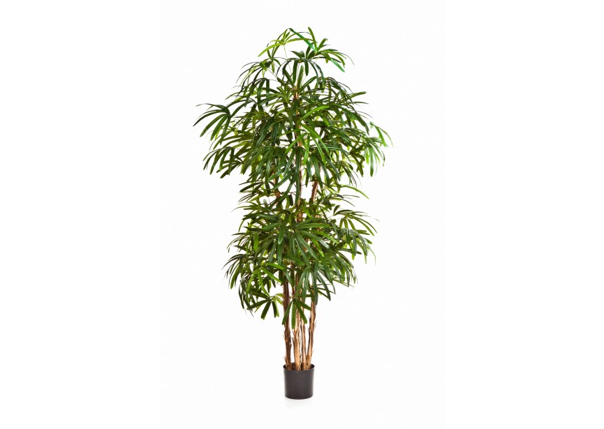 5 NATURAL RAPHIS PALM H140