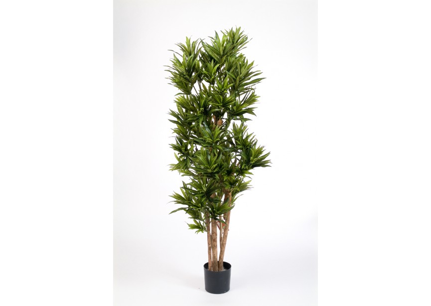 4 DRACAENA REFLEXA H120