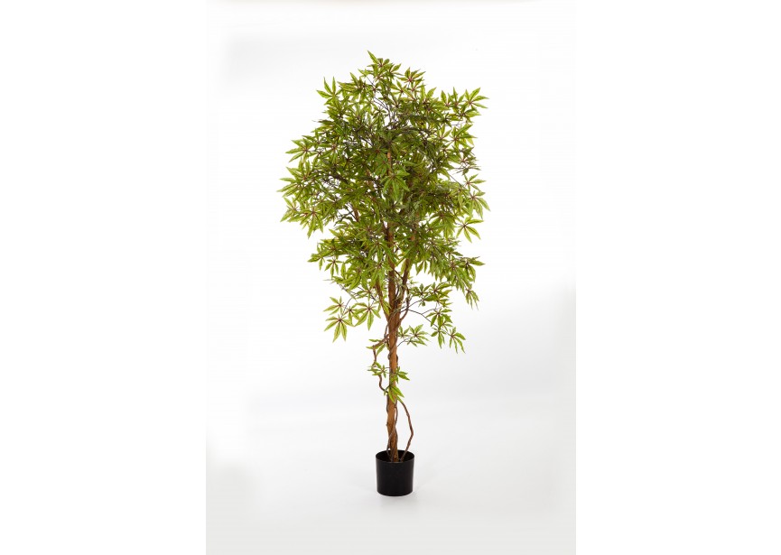 5 JAPANESE MAPLE H150