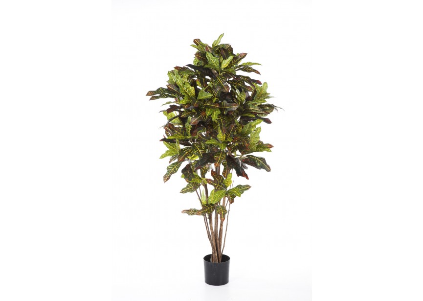 6 FR CROTON TREE H180