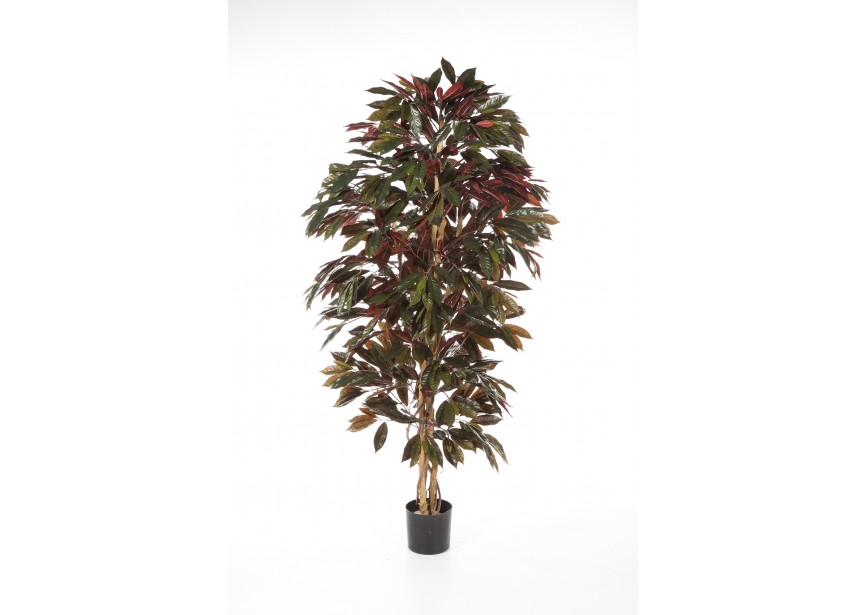 5 CAPENSIA BUSH TREE H150