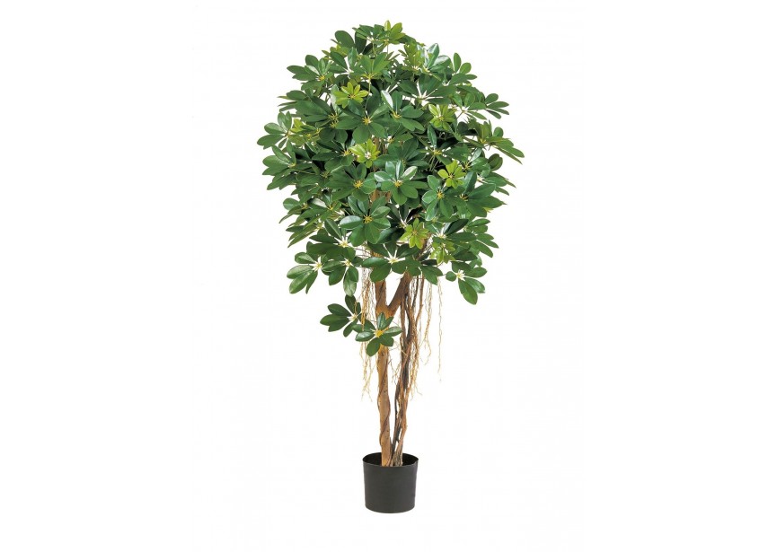 4 NATURAL SCHEFFLERA UMBREL H110