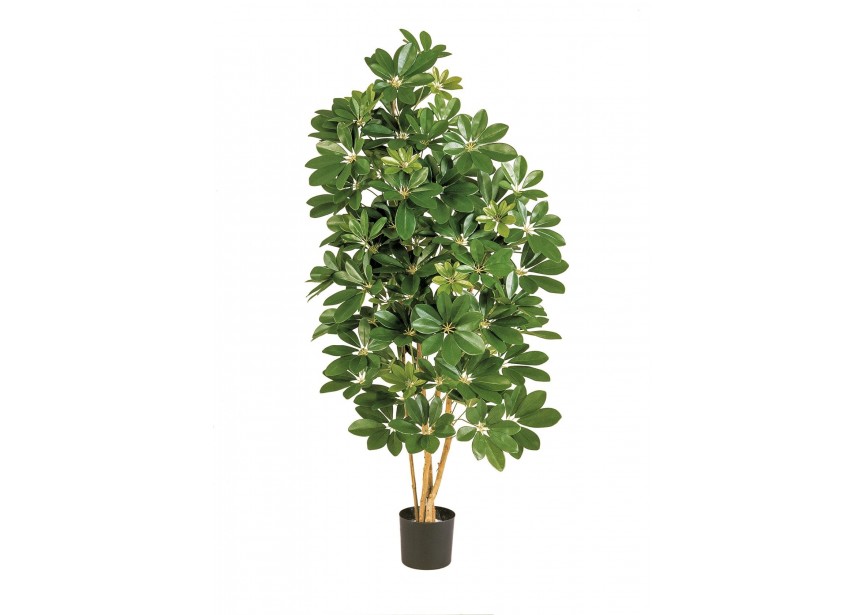 3 NATURAL SCHEFFLERA H80