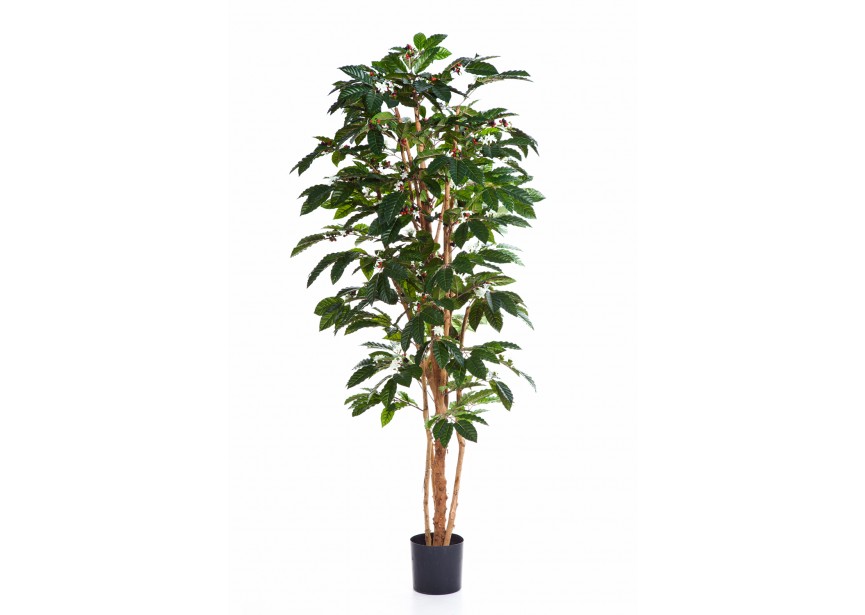 4 FLOWERING COFFEE TREE H120