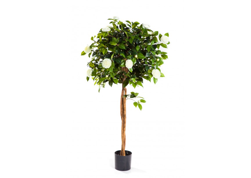 5 NEW CAMELIA UMBRELLA TREE H160