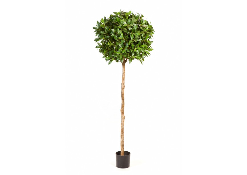 4 LAUREL TREE DE LUXE H140