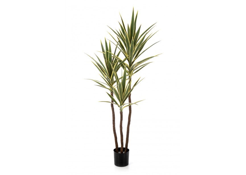 5 VAR, YUCCA TREE DE LUXE X H160