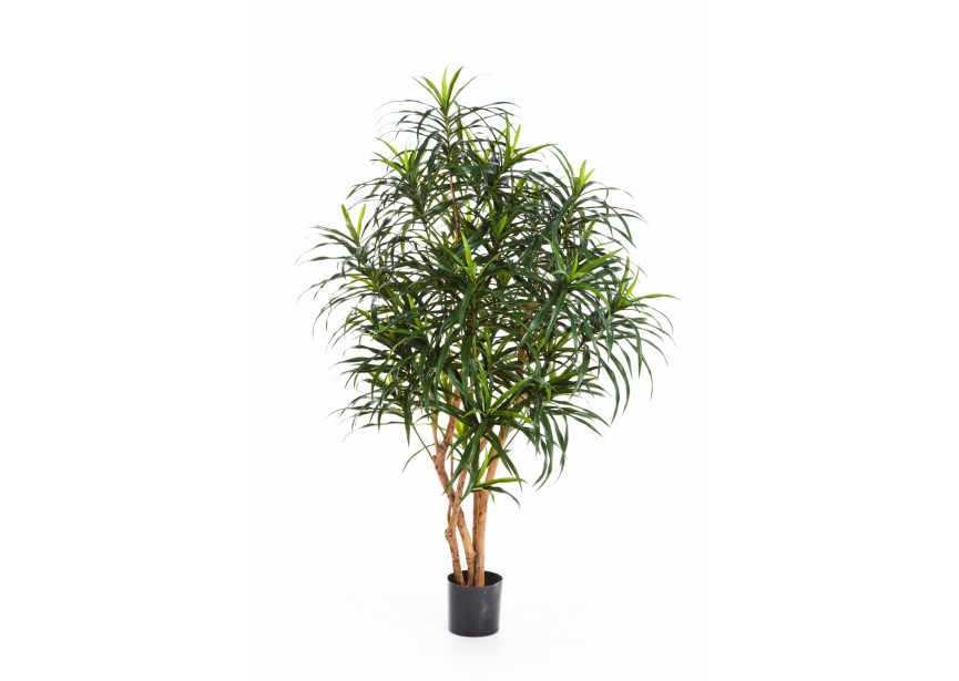 5 DRACAENA ANITA TREE H150