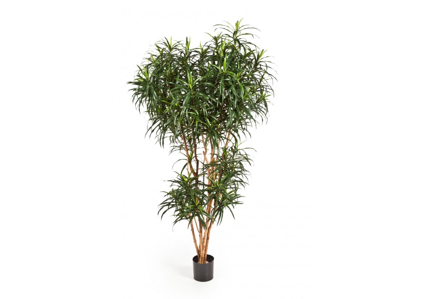 7 DRACAENA REFLEXA ANITA TR H210