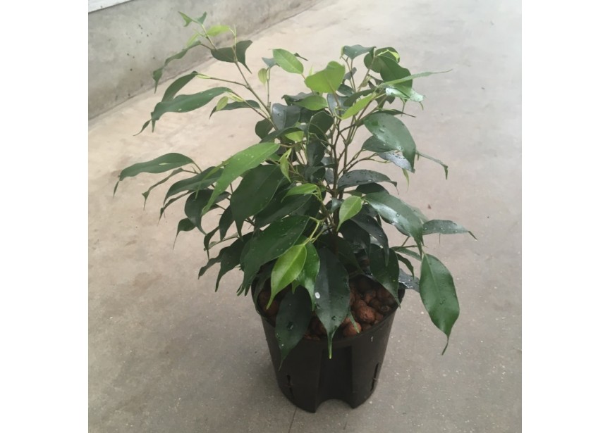 FICUS DANIELLE 13/12 H30