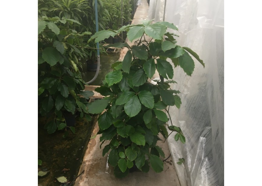 VITIS TETRASTIGMA PILAR 22/19 H120