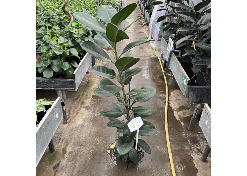 FICUS ROBUSTA 1PP 18/19 H110