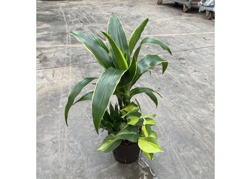 HYDRO ARRANG. DRACAENA ARTURO  (3pl) 13/12