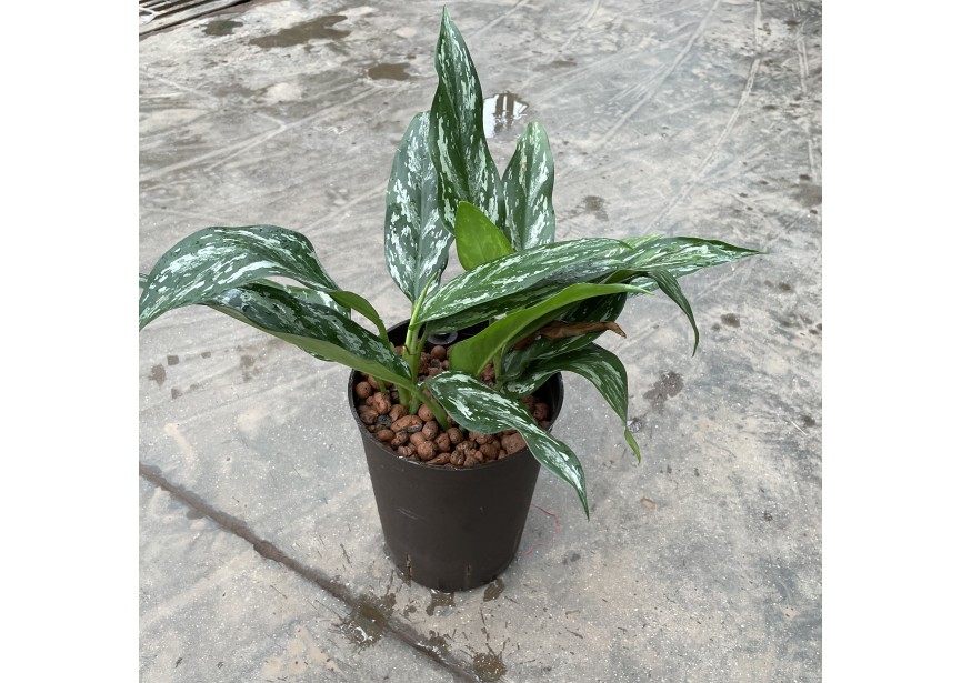 AGLAONEMA SPLASH 15/19 H40