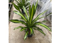 DRACAENA BURLEY 3PP 25/19 H70