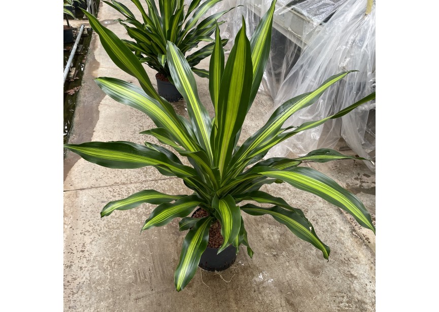 DRACAENA BURLEY 3PP 25/19 H70