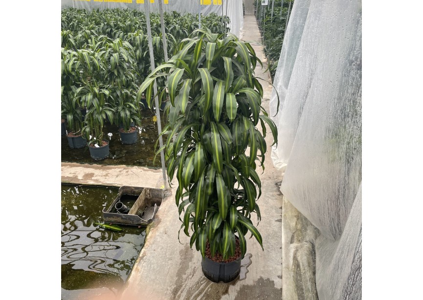 DRACAENA HAWAIAN SUNSHINE VERZWEIGT28/19 H160/170