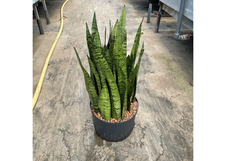 SANSEVIERIA ZEYLANICA 28/19 H65