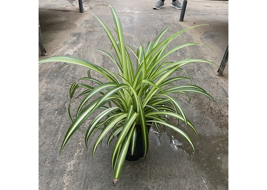 CHLOROPHYTUM COMMOSUM VARIEGATUM 15/19 H40