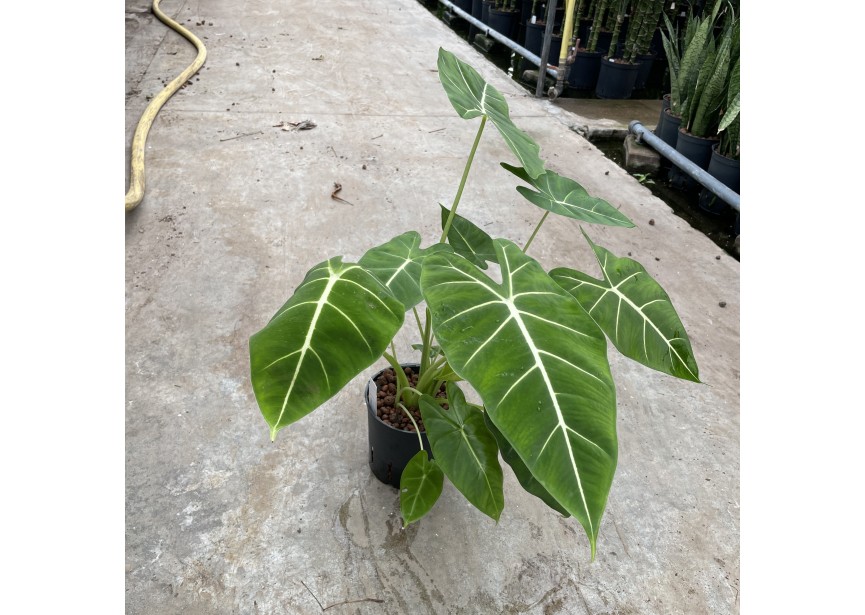 ALOCASIA FRYDEK 13/12 H40