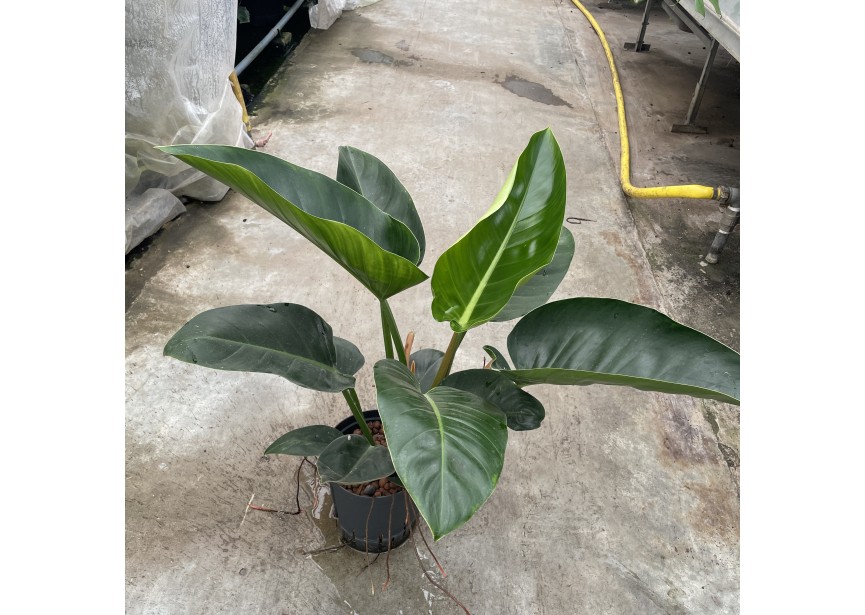 PHILODENDRON GREEN CONGO 18/19 H60