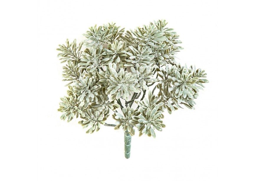 SILVER DUSTY MILLER UV