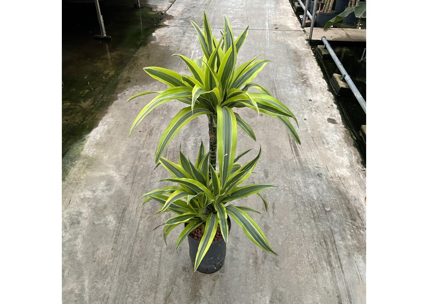 DRACAENA LEMON LINE (45/15) 15/19 H80