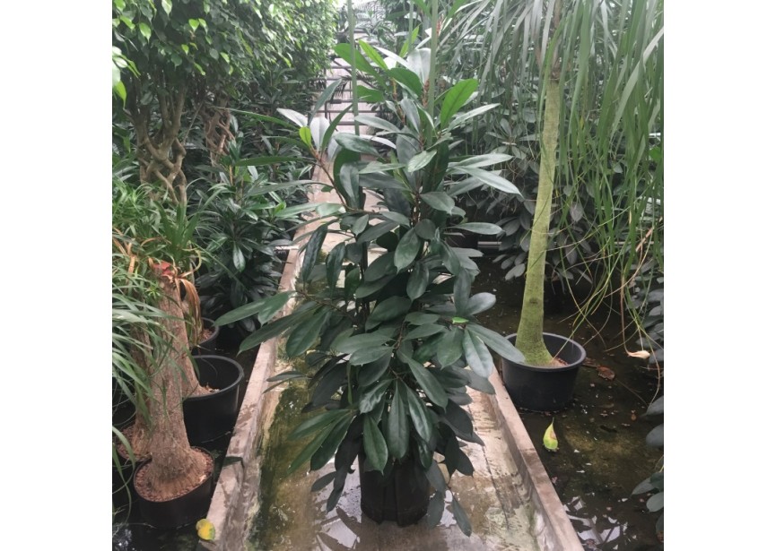 FICUS CYATHISTIPULA 3PP 28/19  H170