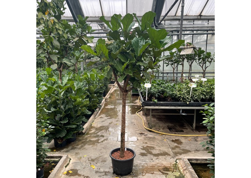 FICUS LYRATA STAMM K38/20  H250/260