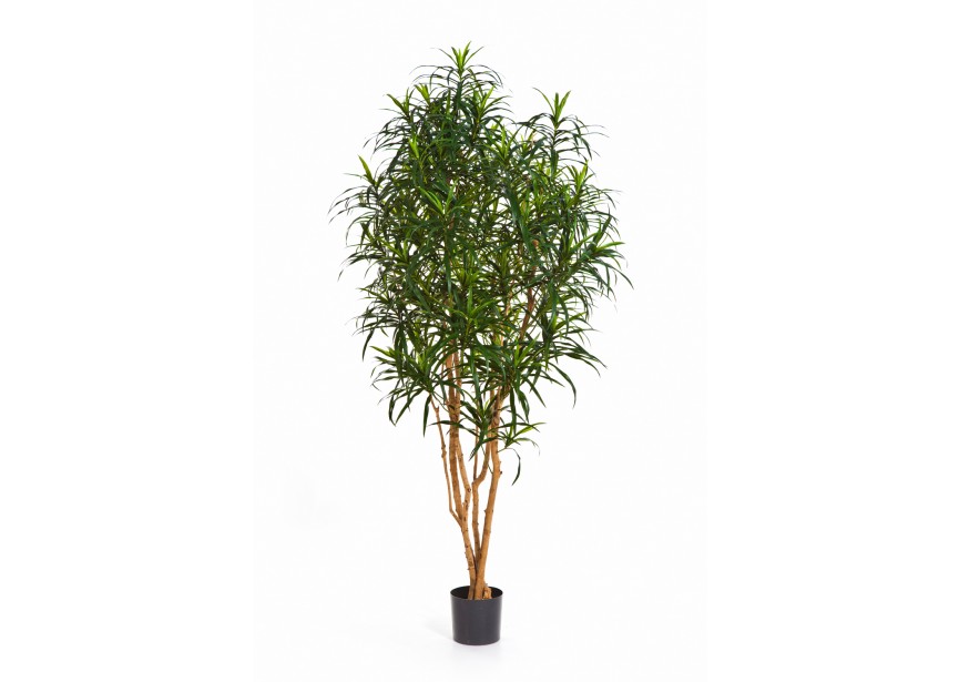 6 DRACAENA ANITA TREE H180