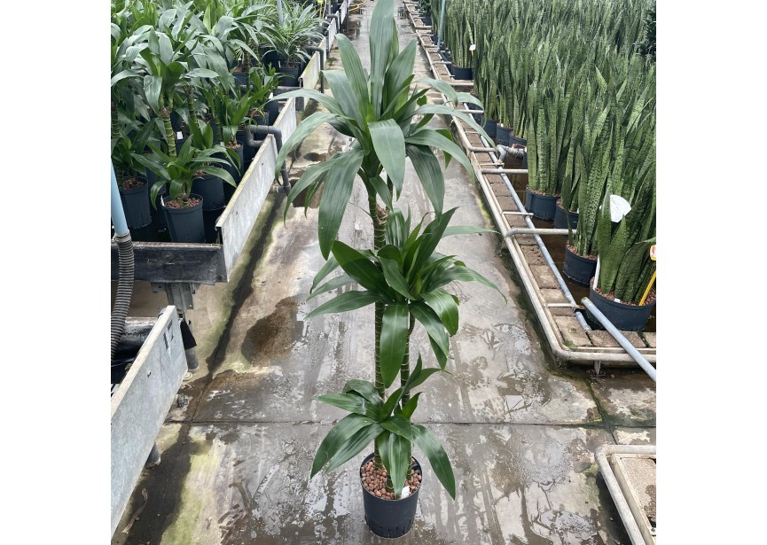 DRACAENA JANET CRAIG (90/60/30) 18/19 H130