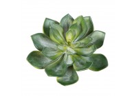 ECHEVERIA GREEN