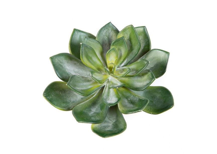 ECHEVERIA GREEN