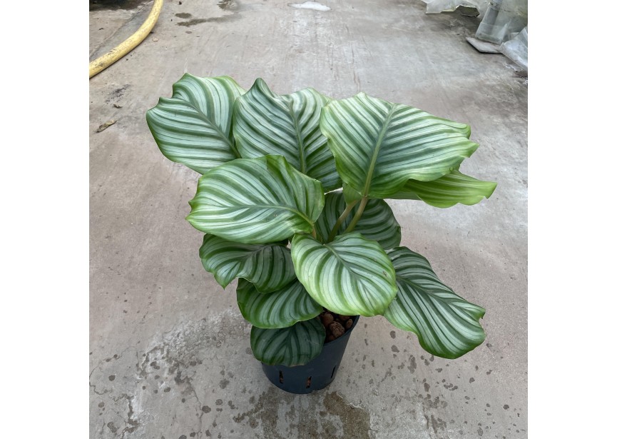 CALATHEA ORBIFOLIA 13/12 H35