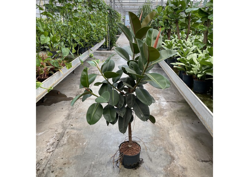 FICUS ROBUSTA STAM 25/19 H120/130