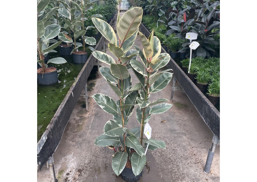 FICUS TINEKE 2PP 25/19 H180