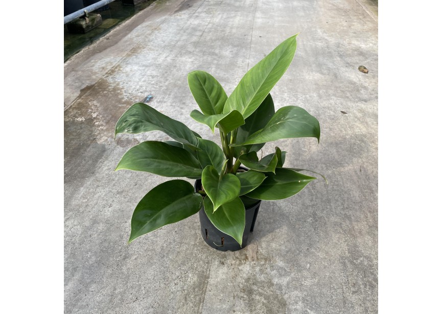 PHILODENDRON IMPERIAL GREEN 13/12 H25