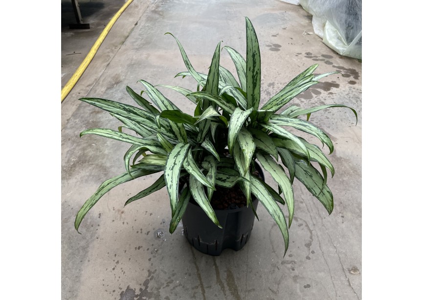 AGLAONEMA CUTLASS  22/19 H40