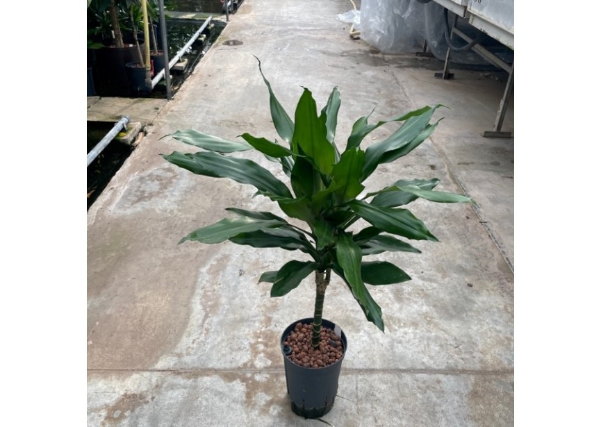 DRACAENA JANET LIND STAM 30CM 15/19 H60/70