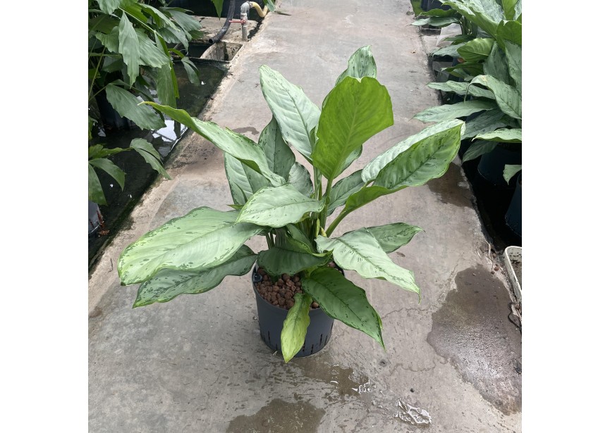 AGLAONEMA FREEDMAN 22/19 H70