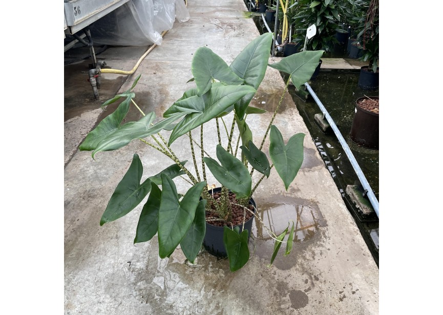 ALOCASIA ZEBRINA 3PP 25/19 H70