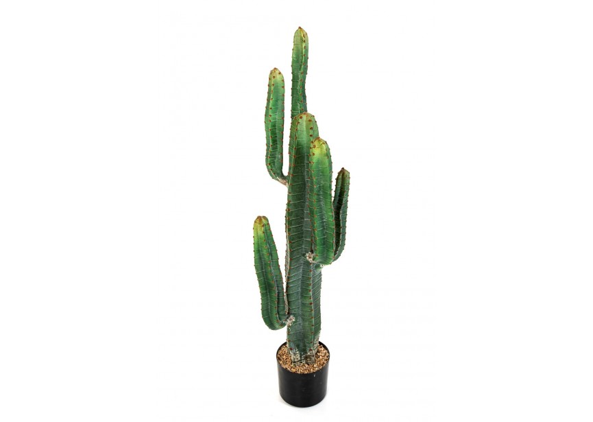 CEREUS CACTUS X 6 - 115 CM