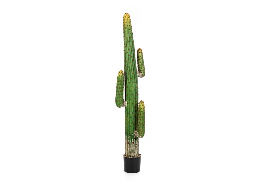 MEXICAN CACTUS 170 CM