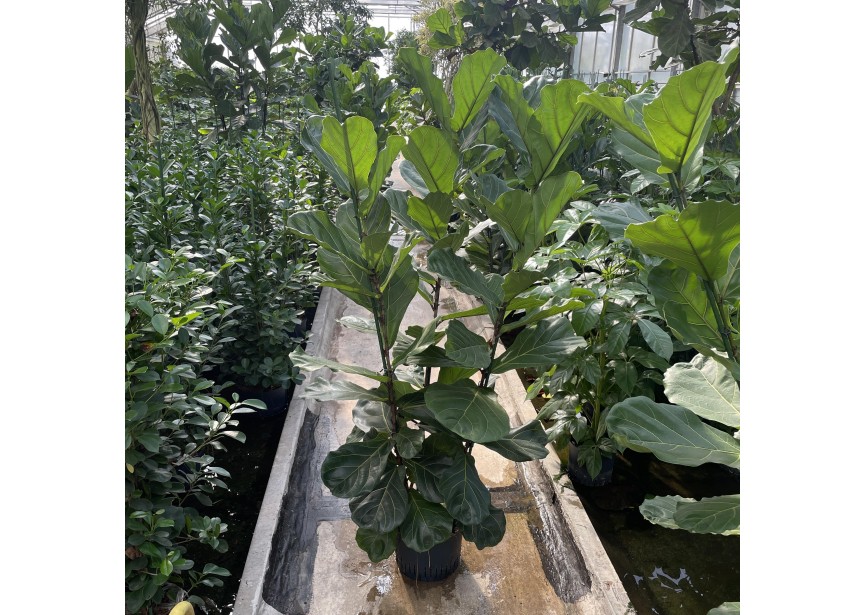 FICUS LYRATA 3PP 28/19  H180