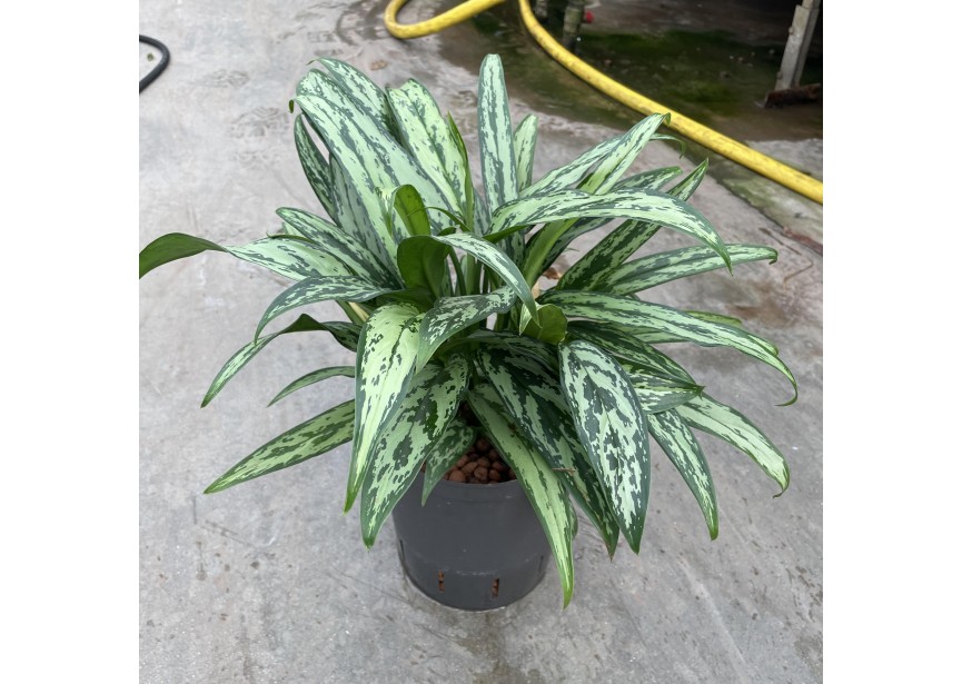 AGLAONEMA CUTLASS  18/19  H40