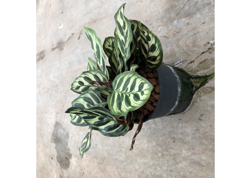 CALATHEA MAKOYANA 13/12 H25