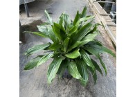 DRACAENA JANET CRAIG  KOP 5PP 25/19 H70